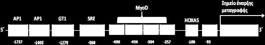 τον ανθρώπινο ενδογενή ρετροϊό (human endogenous retrovirous-like element, HERV), το οποίο πλαισιώνεται από επαναλαμβανόμενες τελικές ακολουθίες 502 και 495 νουκλεοτιδίων.