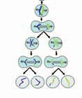 فصل ۸ توان و جذر وقتی یک سلول به سلولهای دیگر تبدیل میشود و این عمل تکرار میگردد در مدت کوتاهی تعداد سلولها به سرعت افزایش پیدا میکنند. رشد تعداد سلولها به صورت توانی است.