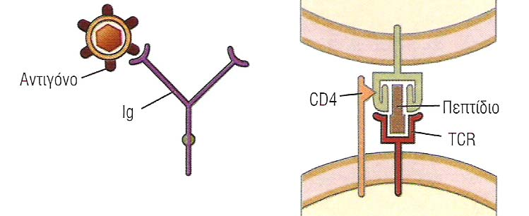 Τα χαρακτηριστικά της αναγνώρισης του αντιγόνου από αντισώµατα και TCR Χαρακτηριστικό Μόρια σύνδεσης αντιγόνου Ανοσοσφαιρίνη (Ig) TCR Περιοχή πρόσδεσης Αg 3 V H CDRs και 3 V L CDRs 3 V α CDRs και 3 V