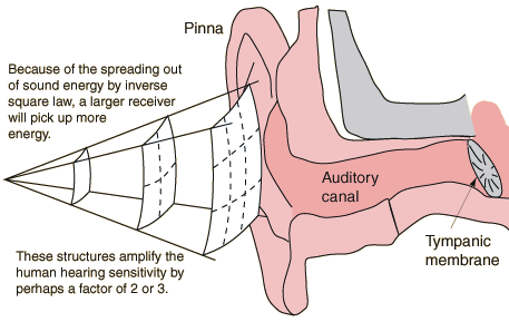 57 Fig. 3.4 Skica e prerjes së organit të dëgjimit Në Fig.3.4 është dhënë skica e prerjes nëpër tërë organin e dëgjimit.