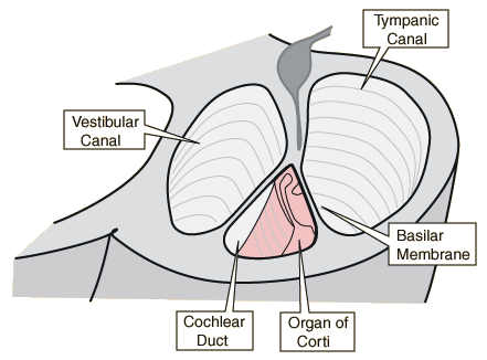 60 Veshi i brendshëm ka dy pjesë të ndryshme. Njërën pjesë e përbëjnë tri kanale gjysmërrethore ku është i vendosur organi i drejtpeshimit, i cili nuk ka kurrfarë lidhje direkte me shqisën e dëgjimit.