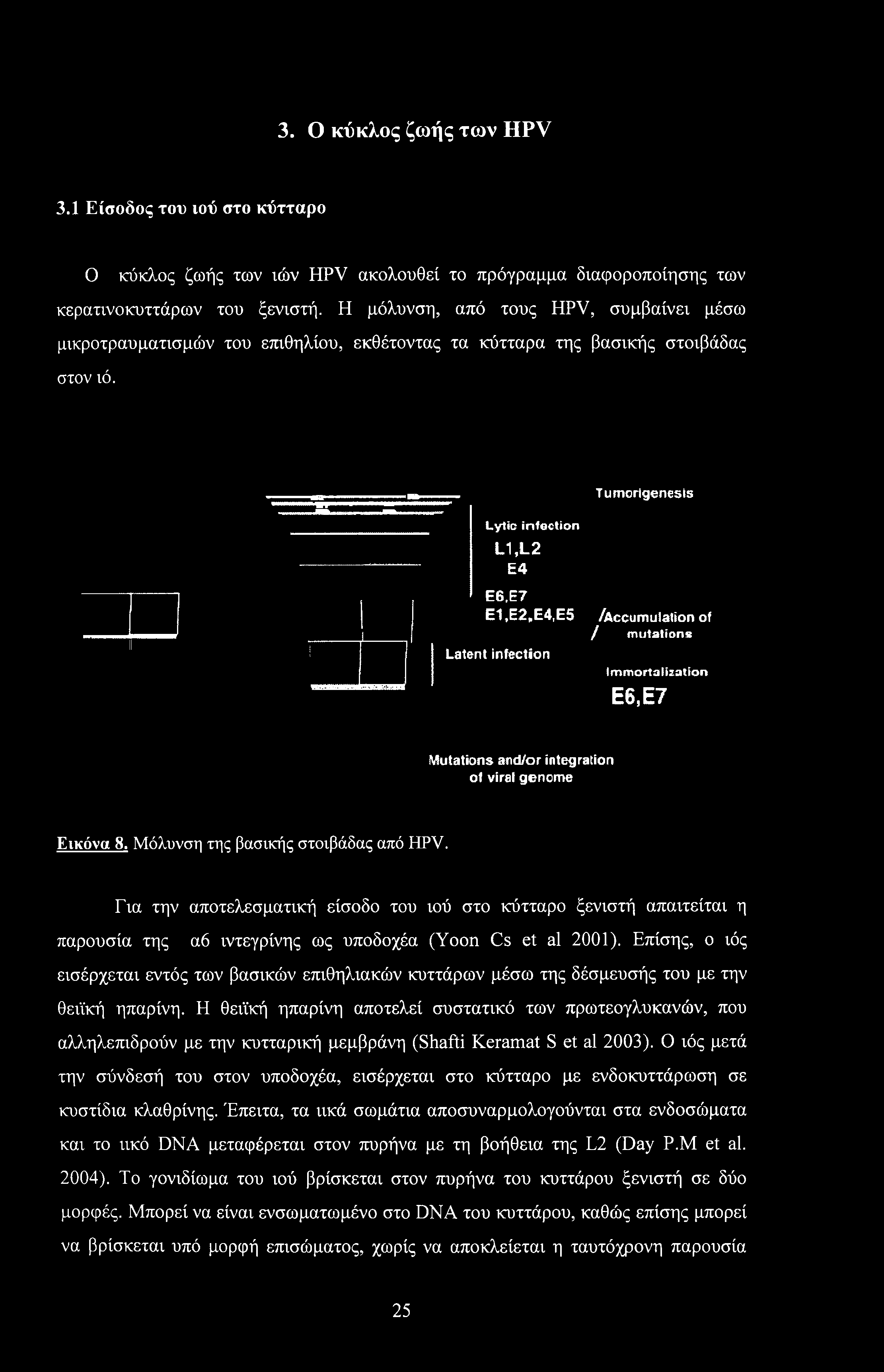 3. Ο κύκλος ζωής των HPV 3.1 Είσοδος του ιού στο κύτταρο Ο κύκλος ζωής των ιών HPV ακολουθεί το πρόγραμμα διαφοροποίησης των κερατινοκυττάρων του ξενιστή.