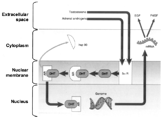 5α-αναγωγάση και προστάτης Andriole G. et al.