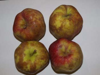 Õunte säilitustaara Väikesed puit- või plastikkastid + Mahutavad 15...25 kg õunu (võimalik ilma masinata tõsta) + Lihtne õunu pidevalt jälgida ja riknenud õunu välja korjata.