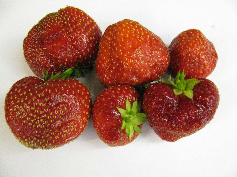 LÜHIAJALISELT SÄILIVAD KÖÖGIVILJAD JA MARJAD Aedmaasikad Maasikaid tuleb soojal suvel