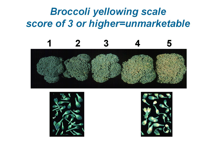Brokkoli peamiseks probleemiks on õisiku kolletumine. Brokkoli kolletumise skaala: alates 3 ei ole turustatav (Foto: M.