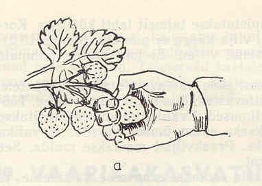 Puu alt korjatud Sügisjoonik Aedmaasikad korjatakse koos tupplehtedega ja kuni 1 cm pikkuse viljavarrega.
