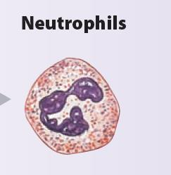 Granulocite- Neutrofile 50-70% De 2X dimensiunea eritrocitelor CITOPLASMA contine 2 tipuri de granulatii - fixeaza coloranti bazici si acizi - unele contin enzime hidroliticesunt privite ca lizozomi