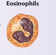 Granulocite Eozinofile 2-4% Dimensiune aprox aceeasi cu a Ne CITOPLASMA- granule sunt lizozom-like - contin enzime - le lipsesc enzimele