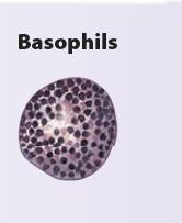 Granulocite bazofile 0.