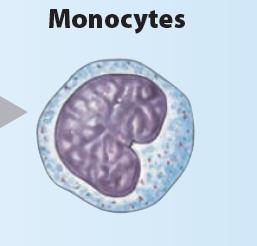 3 8% Diametru 18 μm CITOPLASMA- NUCLEU- reniform Supravetuiesc LUNI Agranulocite Monocite Macrofage- rol in