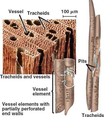 οι διαµήκεις τραχειίδες αποτελούν πάνω από 90% του ξύλου των κωνοφόρων. Οι τραχεϊδες έχουν µήκος περίπου 3-5 mm και διάµετρο 30-50 µm.