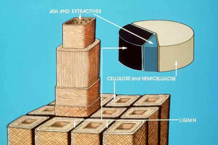Τα τρία κύρια στοιχεία του ξύλου είναι άνθρακας, οξυγόνο και υδρογόνο. Συνδυάζονται σε σύνθετα µόρια που συνδέονται και αποτελούν πολυµερή. Αυτά τα πολυµερή δηµιουργούν το ξύλο.