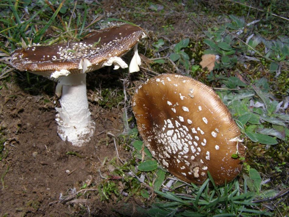 Jestive pečurke, zavisno od načina proizvodnje, odnosno branja i prikupljanja,