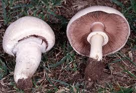 Pod jestivim gajenim pečurkama podrazumevaju se sveža plodonosna tela jestivih gajenih pečuraka: Agaricus bisporus - šampinjon i druge vrste gajenog šampinjona Pleurotus ostreatus - bukovača i druge