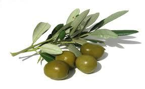 Jestivo maslinovo ulje je ulje dobijeno iz ploda masline (Olea europaea sativa Hoffm.