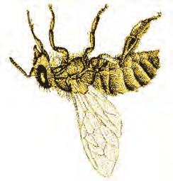 113. Na základe charakteristiky určte, o ktorú skupinu hmyzu ide. Vyvíja sa neúplnou premenou. Hromadne sa vyskytuje na rastlinách, z ktorých cicia šťavy.