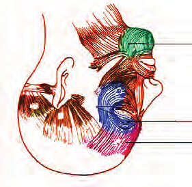 61. Ako sa nazývajú svaly chrbta označené na obrázku? A... B... C... 62. Ako sa nazývajú svaly hlavy označené na obrázku? A... B... C... 63.