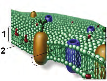 10. Čo tvorí cytoplazmatickú membránu? a) celulóza b) chitín c) fosfolipidy a bielkoviny d) peptidoglykan 11. Na obrázku je cytoplazmatická membrána. Pomenujte označené časti. 1.... 2.... 12.