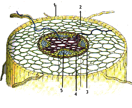 35. Na obrázku je priečny prierez koreňom. Pomenujte označené časti. 1 2 3 4 5 36. Ako sa nazýva orgán pokrývajúci rastový vrchol koreňa?... 37.