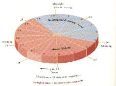 Ημερήσιος παράγων Ομοιοστατικός παράγων W = εγρήγορση S = ύπνος υπνόγραμμα