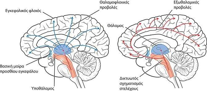 Τα βασικά ανατομικά στοιχεία του συστήματος Υπνου Εγρήγορσης Συνείδησης Ο Δικτυωτός