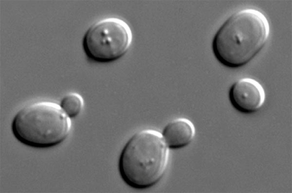 ΑΣΚΗΣΗ 5 η : ΜΕΛΕΤΗ ΕΚΒΛΑΣΤΗΣΗ ΜΥΚΗΤΩΝ Σκοπός: Η μικροσκοπική παρατήρηση και κατανόηση της Εκβλάστησης Μυκήτων ως εναλλακτικός τρόπος ευκαρυωτικής κυτταρικής διαίρεσης καθώς και του σχηματισμού