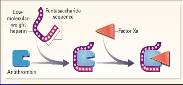 Greater anti-iia activity with increasing