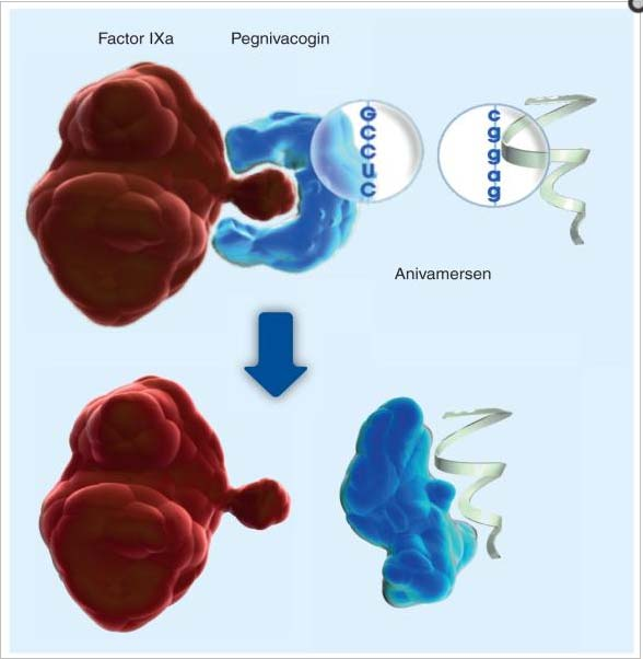 Aptamers: small oligonucleotides to inhibit specific protein targets with high affinity.