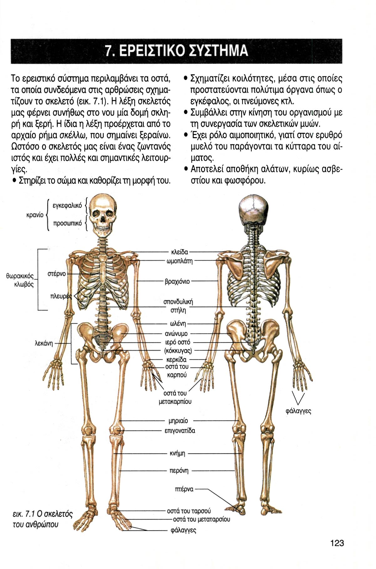 7. ΕΡΕΙΣΤΙΚΟ ΣΥΣΤΗΜΑ Το ερειστικό σύστημα περιλαμβάνει τα οστά, τα οποία συνδεόμενα στις αρθρώσεις σχηματίζουν το σκελετό (εικ. 7.1).