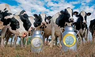 priaznivého vývoja ceny mlieka, kto vie. Určite to môže byť zaujímavá cesta, ako farmárom dostať na účty finančné prostriedky nahrádzajúce vypadnuté tržby.