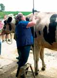 Táto gigantická krava má 14 rokov a žije ako domáci miláčik na farme Patty Hanson v Orangeville USA.