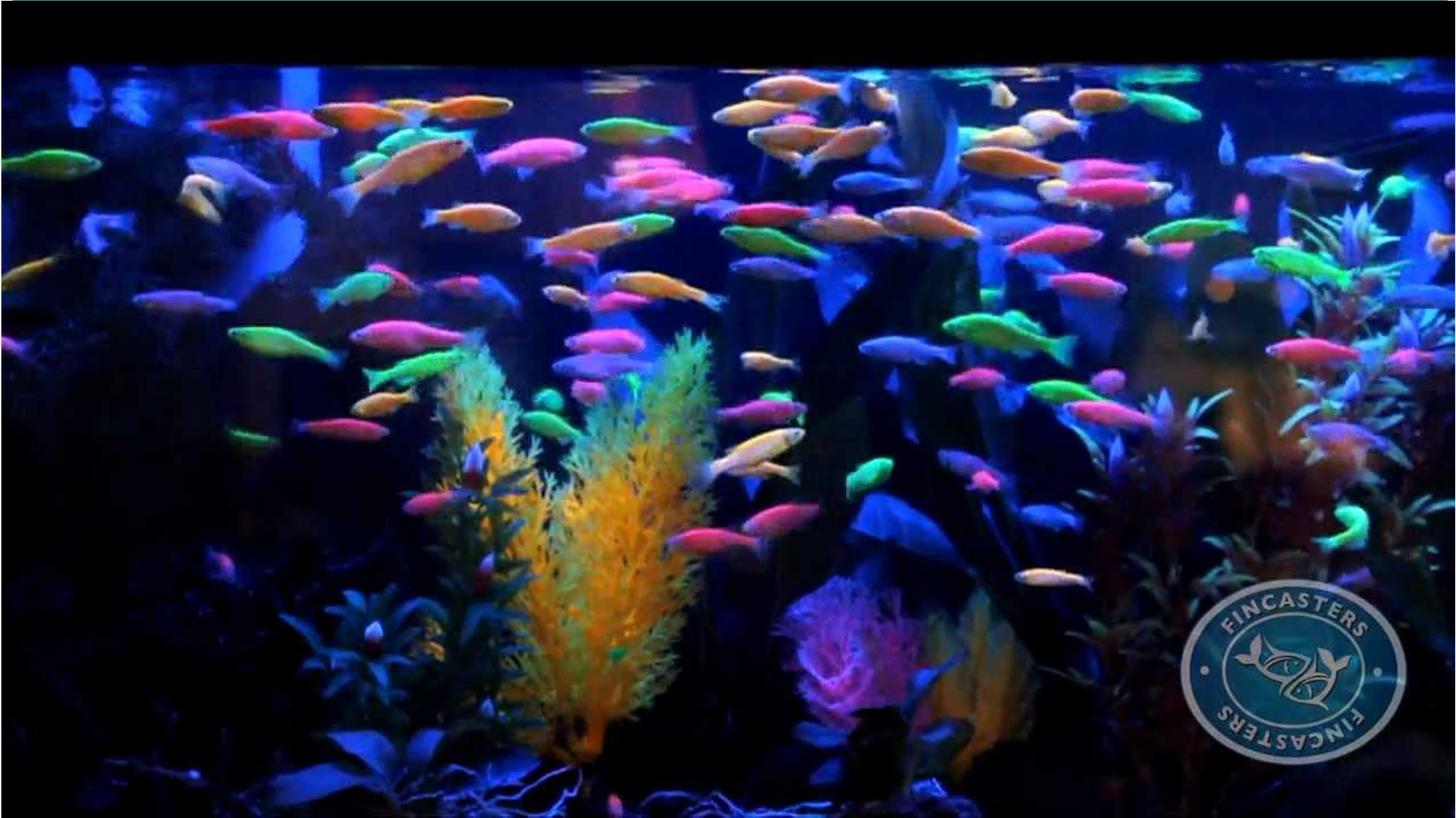 Glofish Βασική