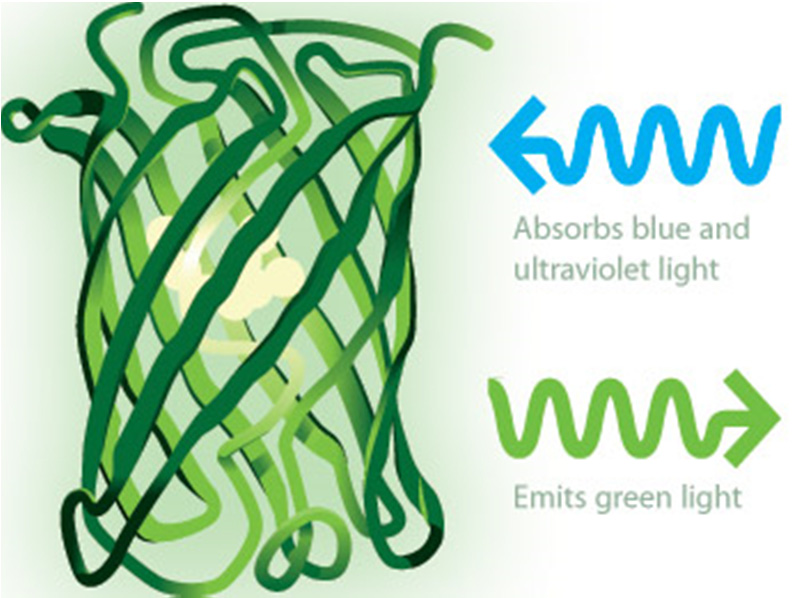 Green fluorescent protein