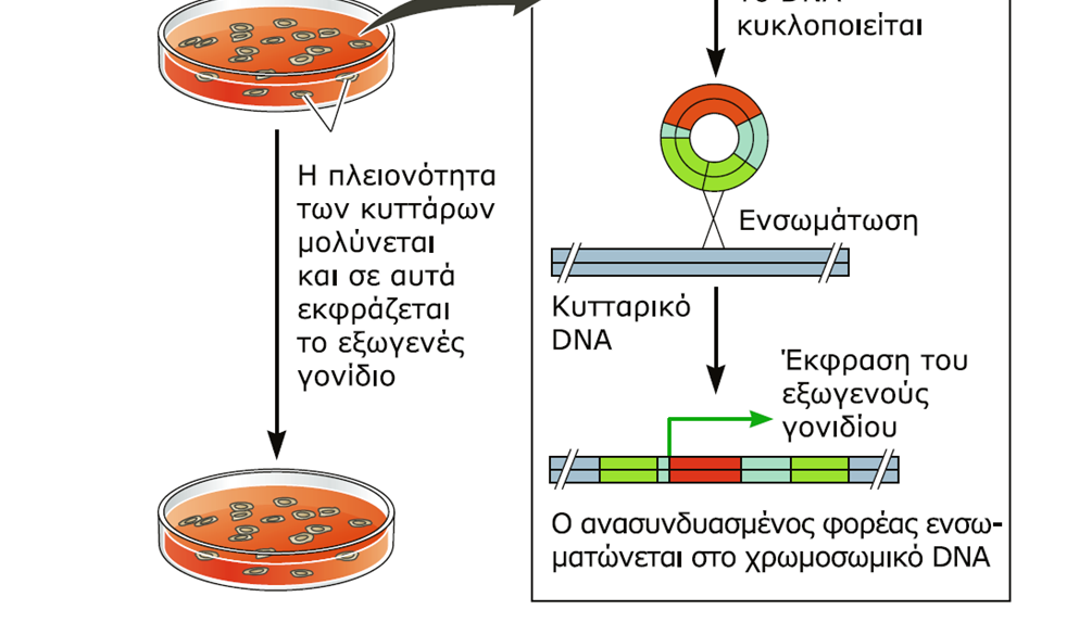 Χρήση ρετροϊικού φορέα Τα κύτταρα εκφράζουν τις πρωτεΐνες συσκευασίας και το RNA που παράγεται