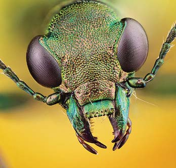 ΤΑ ΕΝΤΟΜΑ Τα έντομα είναι ομοταξία που ανήκει στα Αρθρόποδα. Ο αριθμός των ειδών των εντόμων που υπάρχουν υπολογίζεται σε περισσότερο από 1.000.
