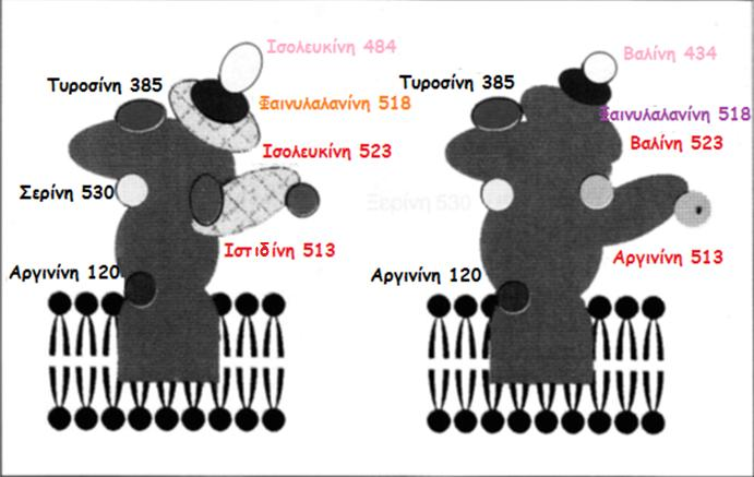 Εικόνα 11: Διαφορές αμινοξέων μεταξύ CX-1 και CX-2.