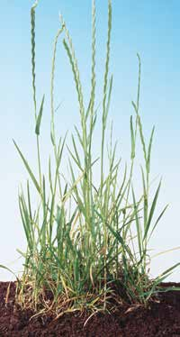 SPEKTAR DJELOVANJA Equip efikasno koristimo za suzbijanje: jednogodišnjih travnih korova: koštana (Echinochloa crus-galli), muharika (Setaria spp.), divljeg prosa (Panicum spp.
