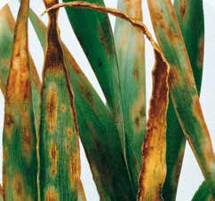 SPEKTAR DJELOVANJA PŠENICA: hrđa (Puccinia spp.