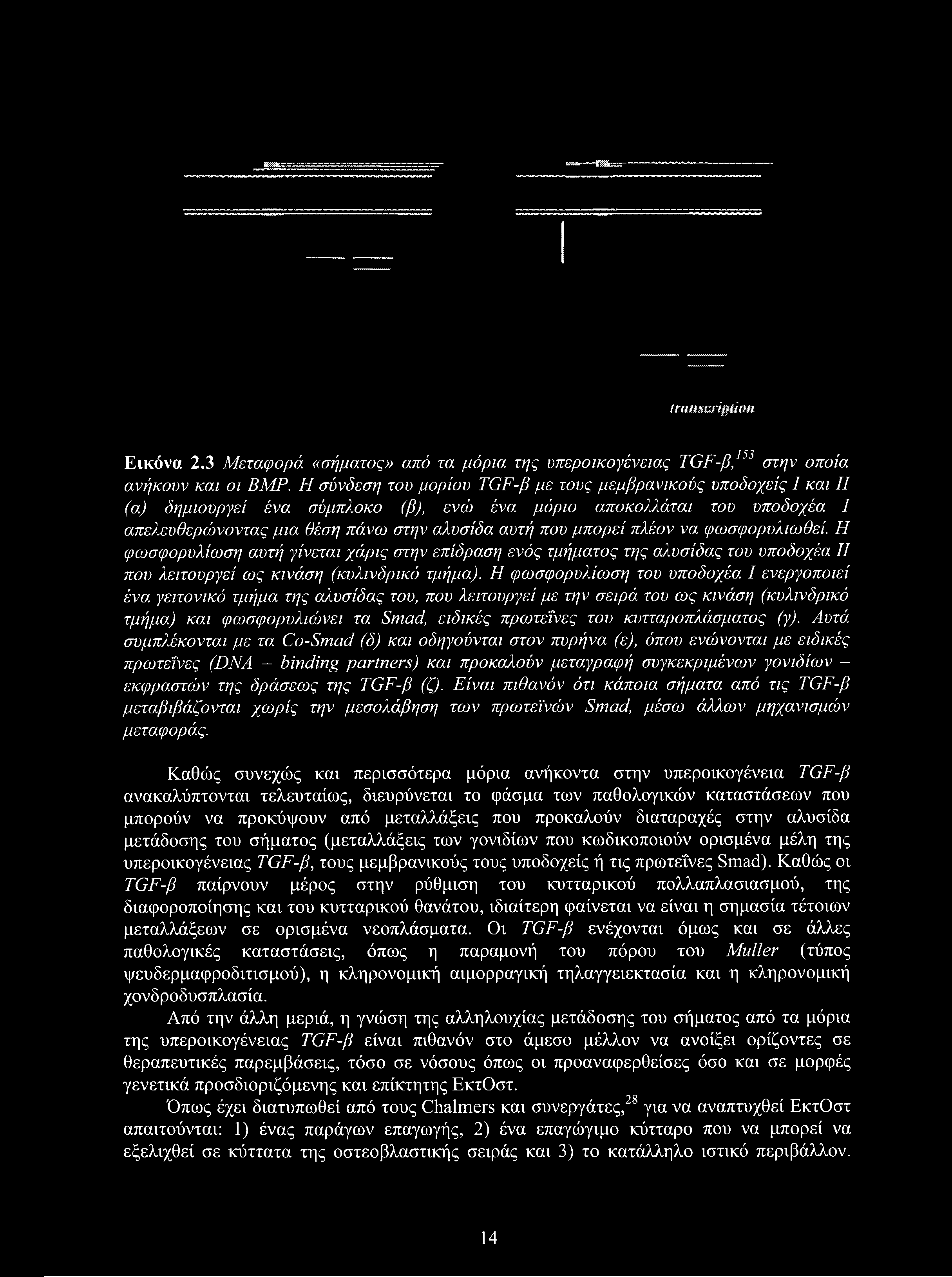 transcription Εικόνα 2.3 Μεταφορά «σήματος» από τα μόρια της υπεροικογένειας TGF-β,153 στην οποία ανήκουν και οι BMP.