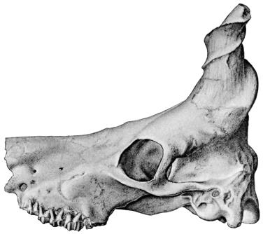 α β γ δ ε Κρανία αντιπροσωπευτικών Bovidae του Ανωτέρου Μειοκαίνου της Ελλάδας. α) P. lindernayeri, β) M. valenciennesi, γ) G. capricornis, δ) O.