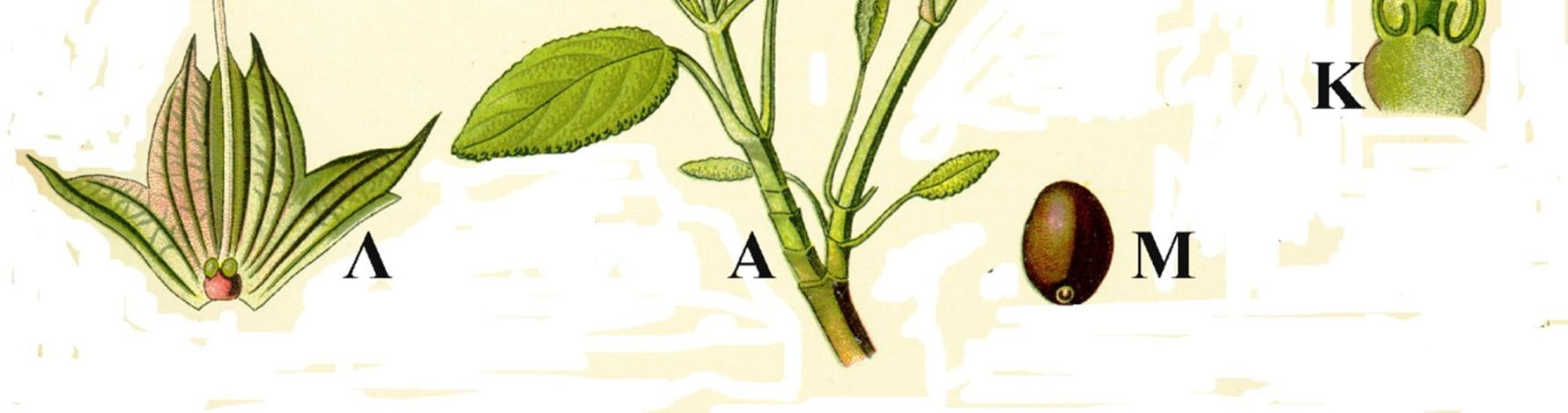 Salvia officinalis: Α: απεικόνιση κλαδιού με φύλλα και άνθη τοποθετημένα κατά σπονδύλους, Γ: Λεπτομέρεια κορυφής στήμονα με άρθρωση, Δ: το ίδιο από αντίθετη πλευρά, Ε: τομή στεφάνης, διακρίνονται οι