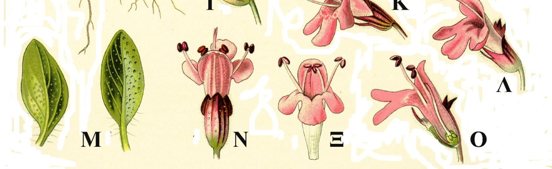 Thymus serpyllum: Α: απεικόνιση κλαδιού με φύλλα και άνθη τοποθετημένα κατά σπονδύλους, τα οποία συχνά συγκεντρώνονται στις κορυφές των κλαδιών, Β: ζυγόμορφος κάλυκας (το άνω χείλος με τρία τριγωνικά