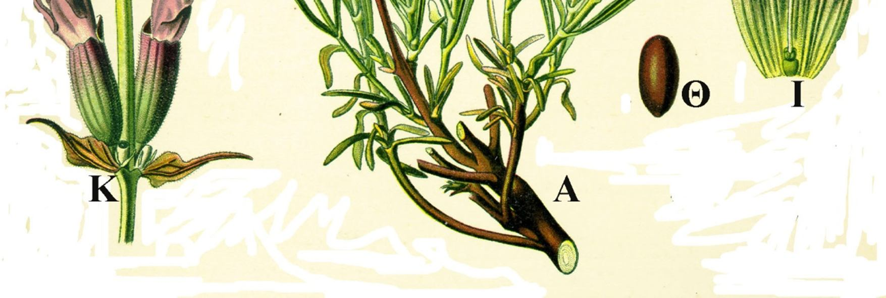 Lavandula angustifolia: Α: απεικόνιση κλαδιού με φύλλα και άνθη τοποθετημένα κατά σπονδύλους, Β: τομή ζυγόμορφου κάλυκα και στεφάνης, διακρίνονται οι επιπέπαλοι στήμονες, ο γυνοβασικός στύλος και τα