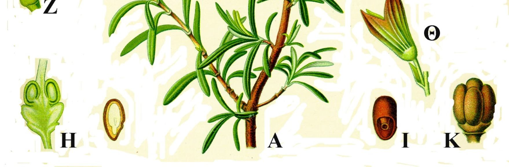 Rosmarinus officinalis: Α: απεικόνιση κλαδιού με φύλλα και άνθη τοποθετημένα κατά σπονδύλους, Β: ζυγόμορφος κάλυκας και στεφάνη, διακρίνονται οι επιπέπαλοι στήμονες, ο γυνοβασικός στύλος και τα