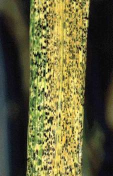 Puccinia graminis