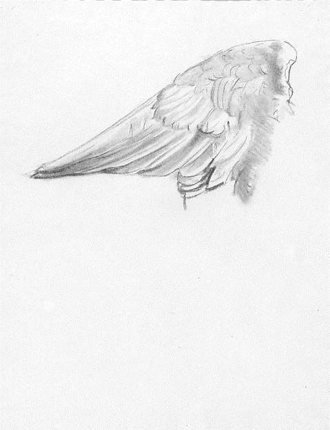 Wing, John Singer Sargent, Metropolitan Museum of Art Σ'αυτό το σκίτσο του αμερικανού καλλιτέχνη John Singer Sargent απεικονίζεται ένα άσπρο φτερό,που συμβολίζει
