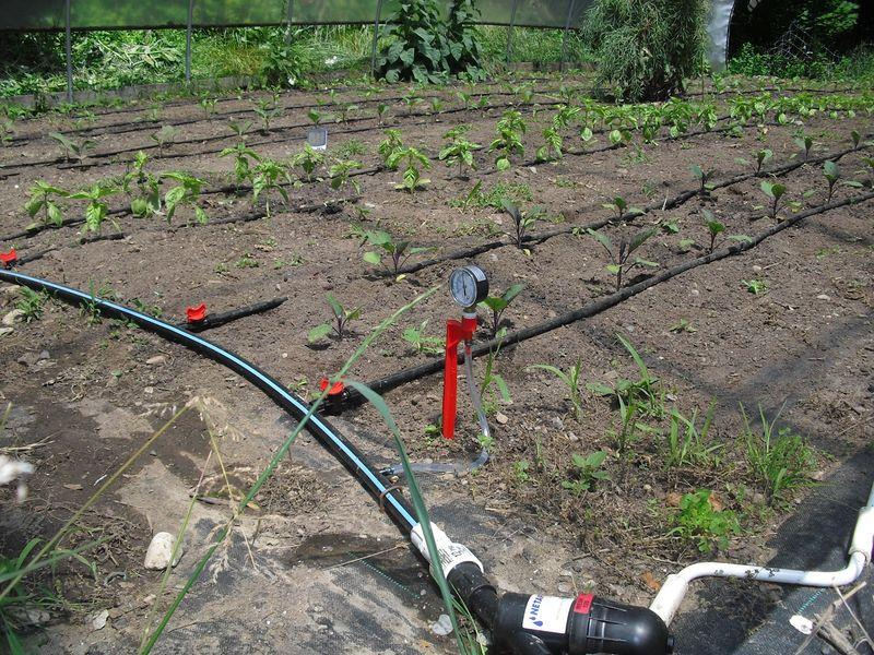 Άρδευση Μέχρι τον σχηματισμό των πρώτων καρπών της τομάτας λιγότερο πότισμα και υγρασία εδάφους περίπου 70% Κατά τη διάρκεια της καρπόδεσης περισσότερο πότισμα και υγρασία εδάφους πάνω από 80%