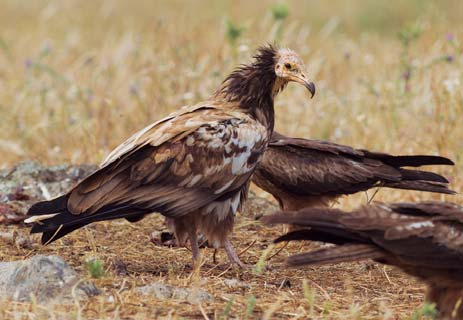 ΚΕΦΑΛΑΙΟ 2 Εικόνα 6 Γυπαετός (Gypaetus barbatus). Εικόνα 7 Όρνια (Gyps fulvus) νεκρά από δηλητηρίαση στην πιλοτική περιοχή ΡΤ-1 (Πορτογαλία).