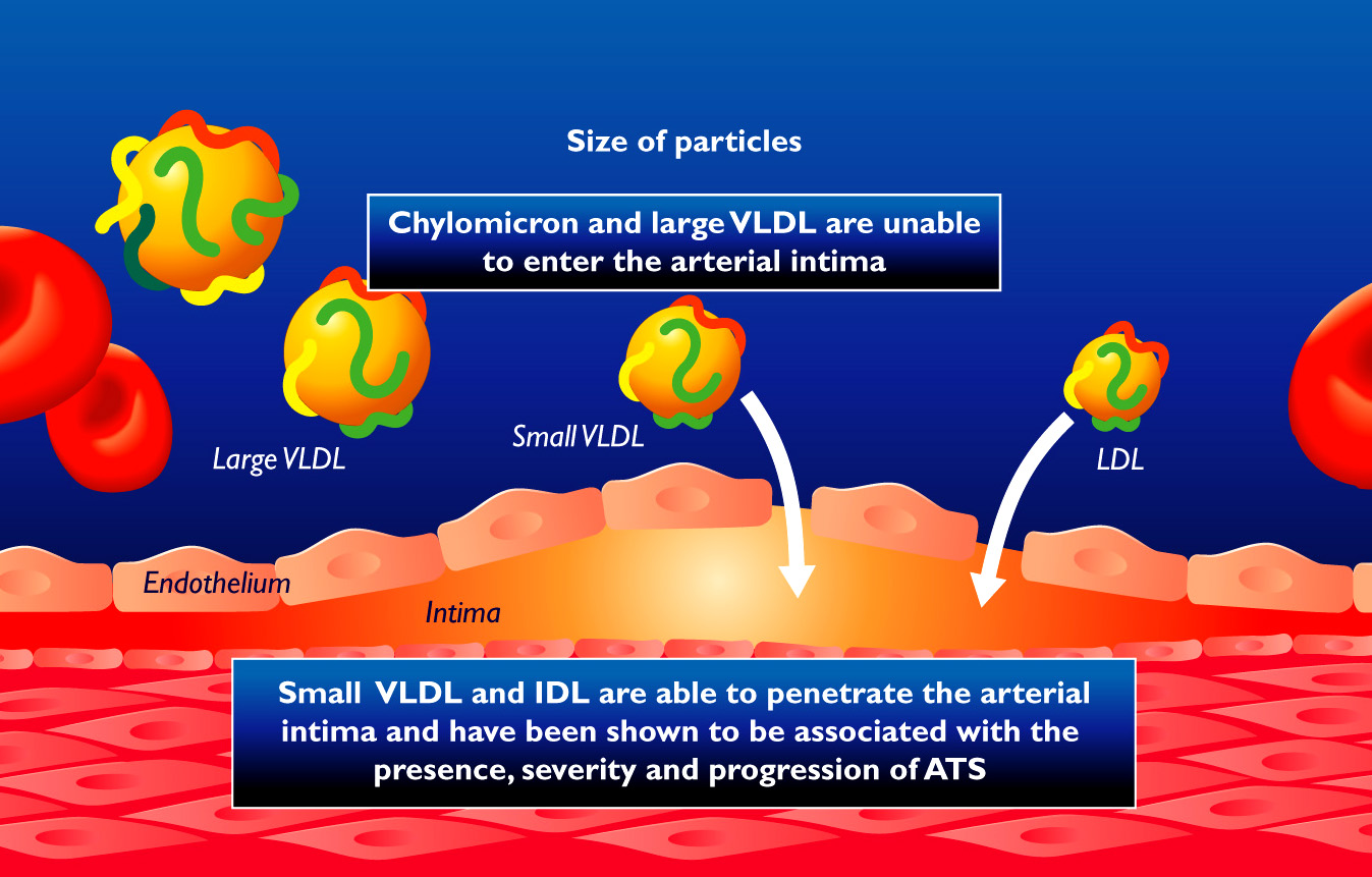 Size and apolipoprotein composition are the main factors